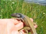 Tenerife Lizards (<i>Gallotia galloti galloti</i>) Adult male